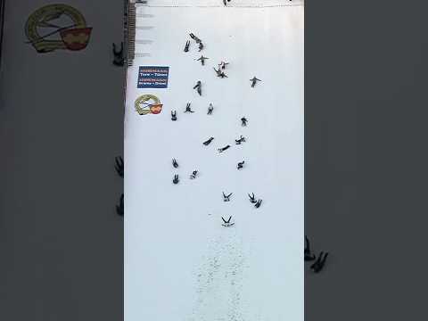 Crazy celebration 